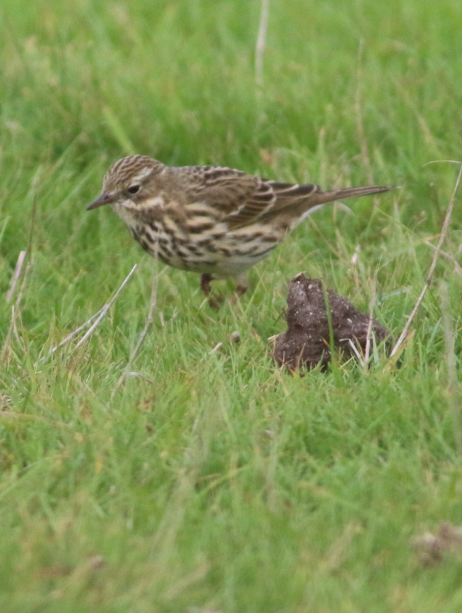 American Pipit - ML643605003