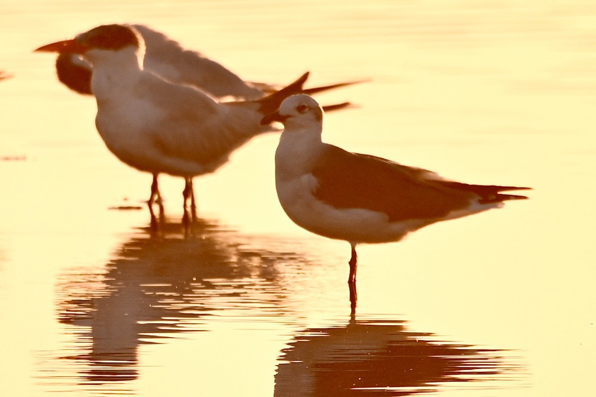 Laughing Gull - ML643605008