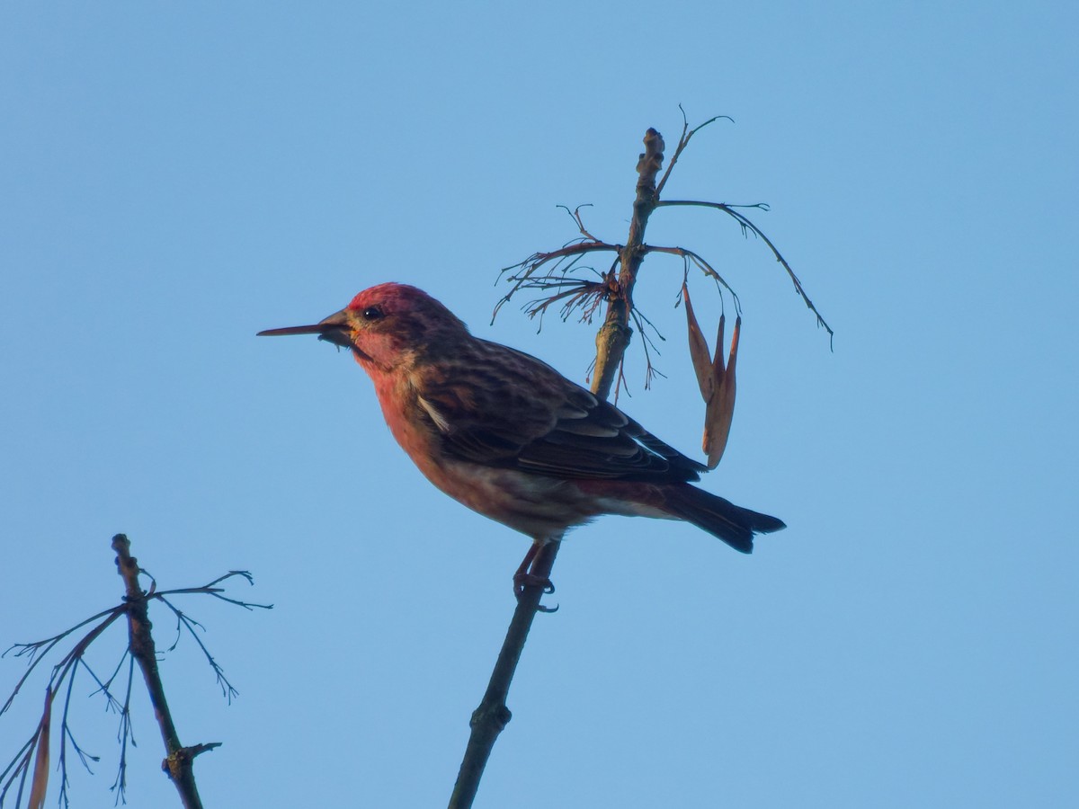 Purple Finch - ML643605009