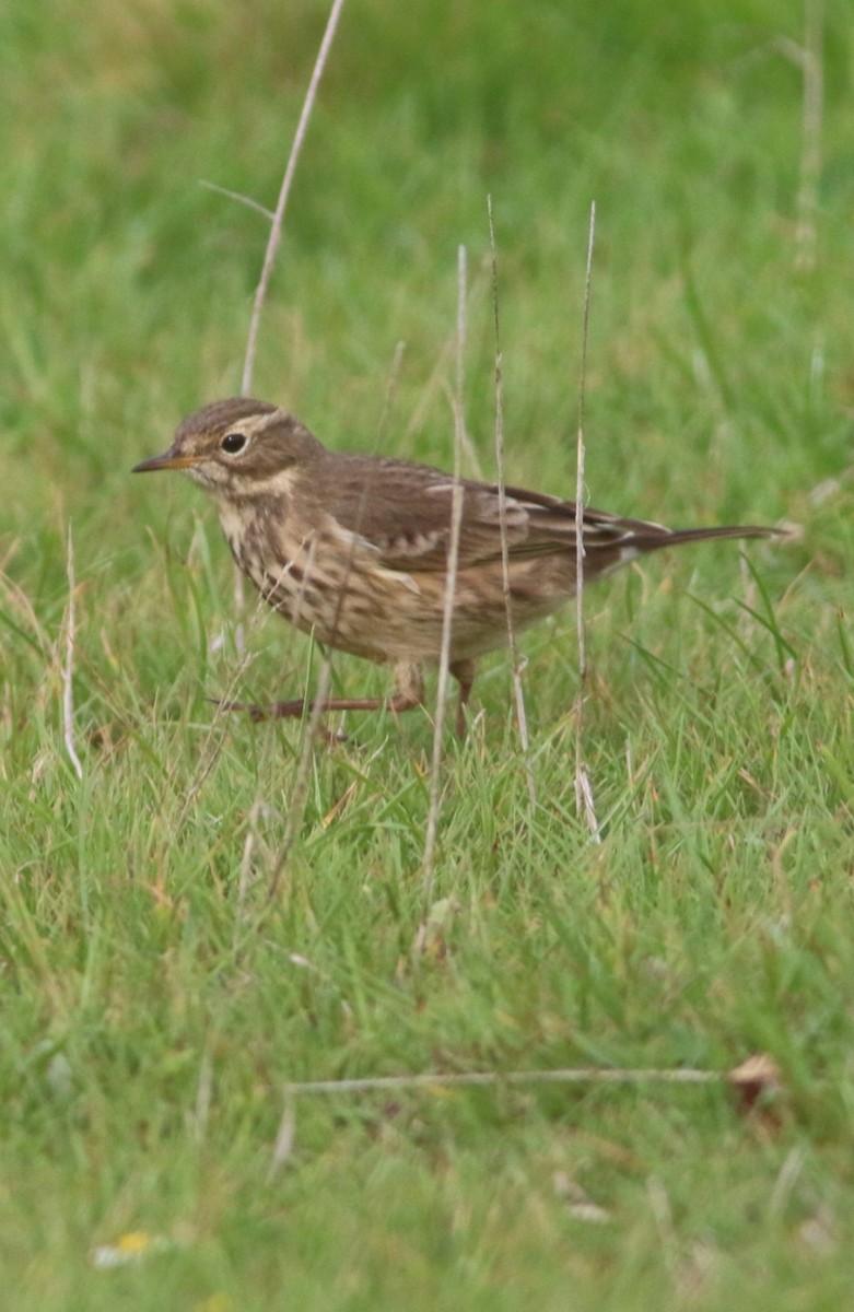 American Pipit - ML643605014