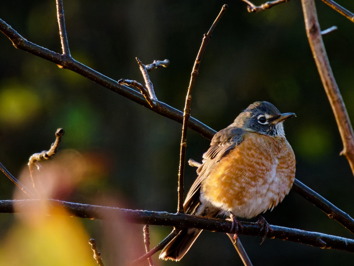 American Robin - ML643605028