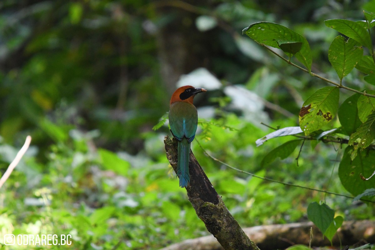Rufous Motmot - ML643605043