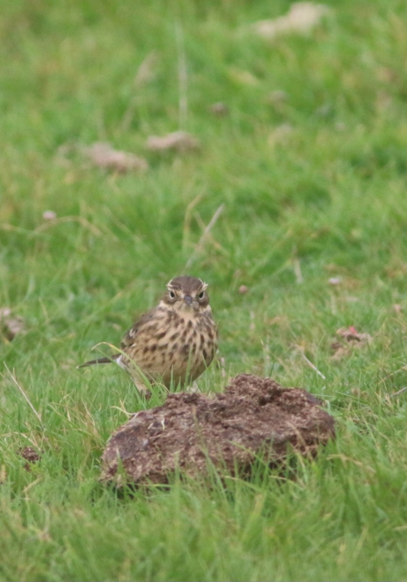 American Pipit - ML643605046