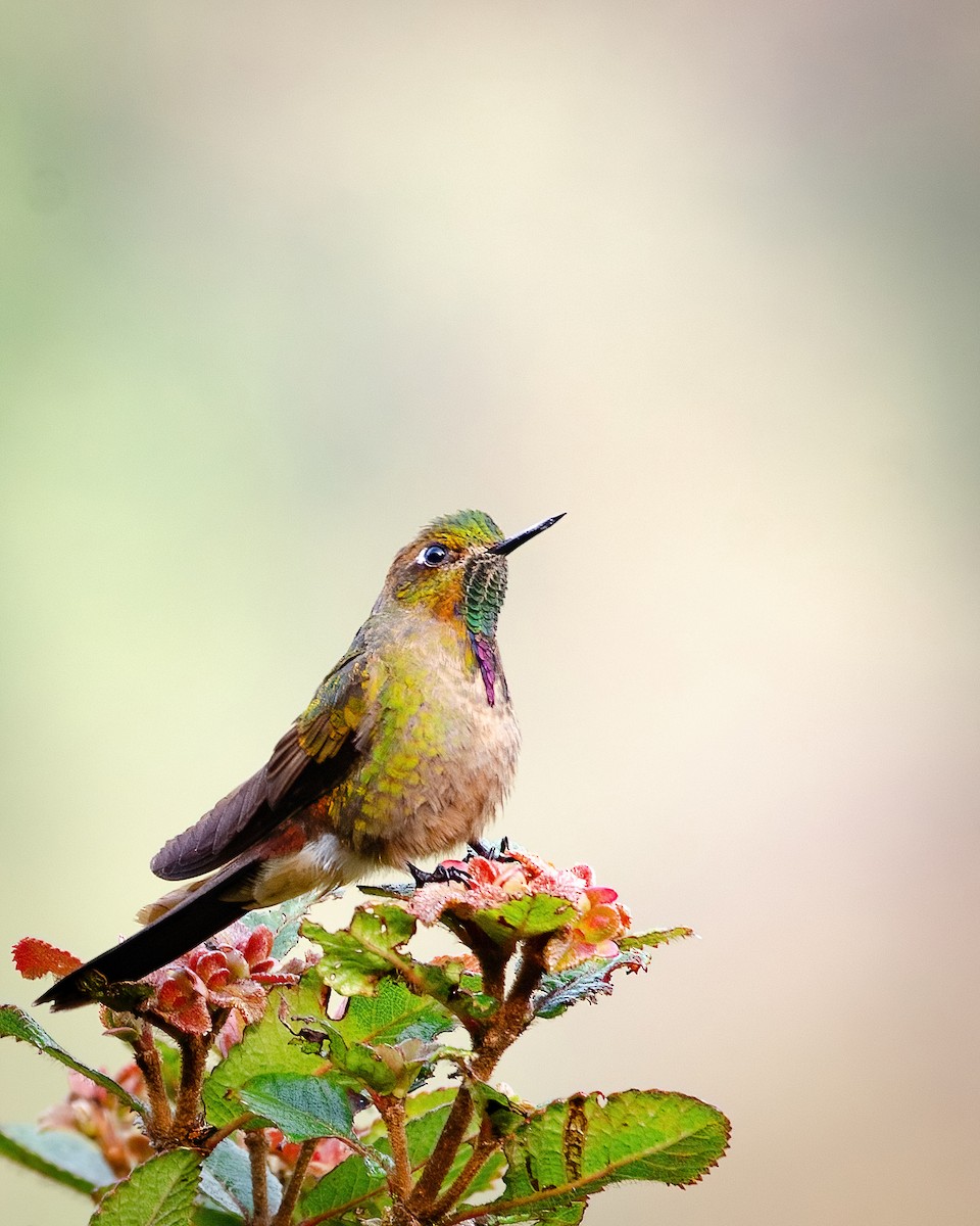 Bronze-tailed Thornbill - ML643605054