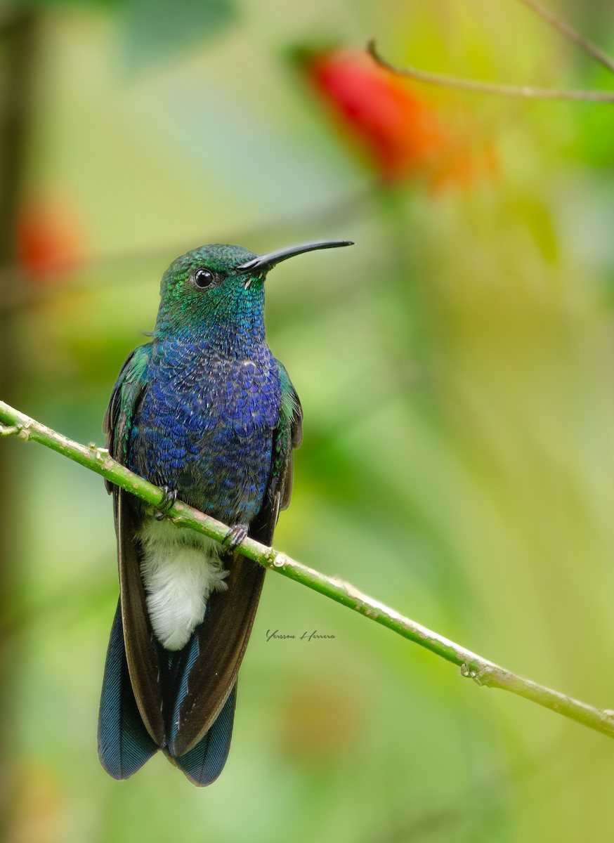 White-vented Plumeleteer (Blue-bellied) - ML643605106
