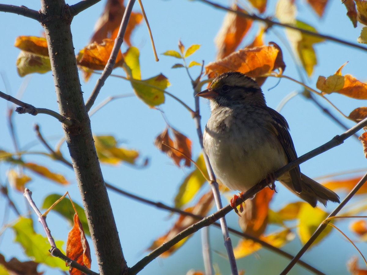 White-throated Sparrow - ML643605125