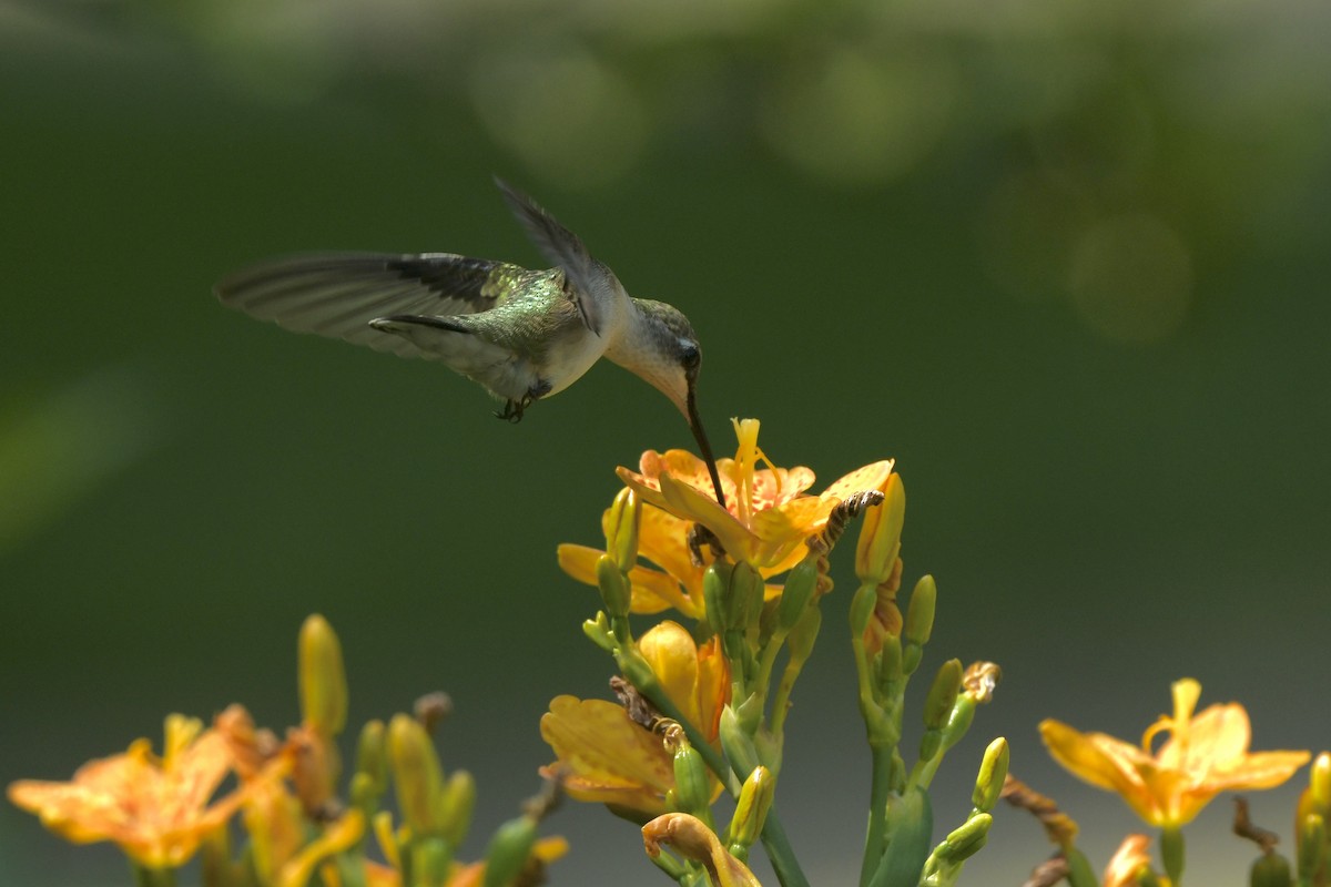 Ruby-throated Hummingbird - ML643605126