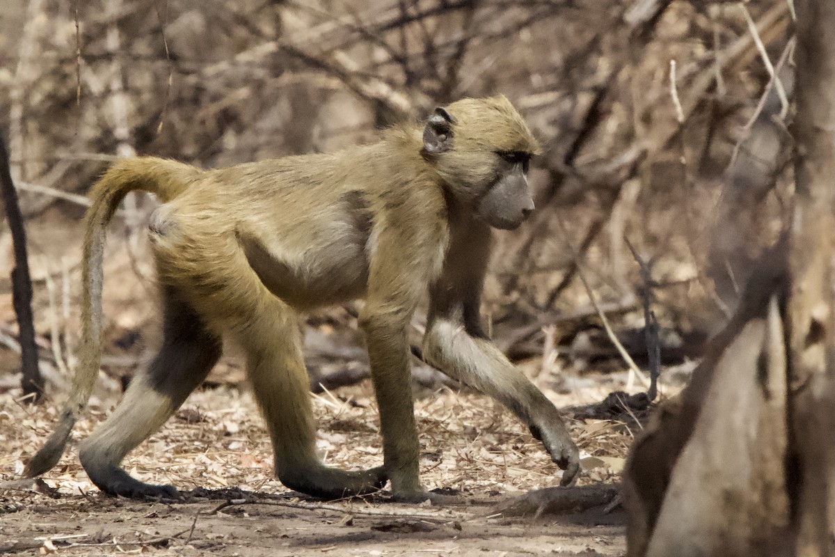 Baboons - ML643605184