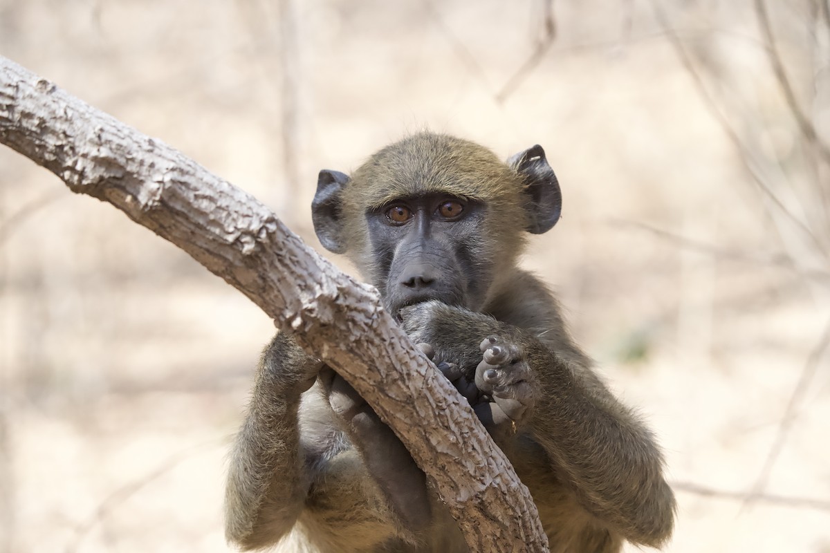 Baboons - ML643605187