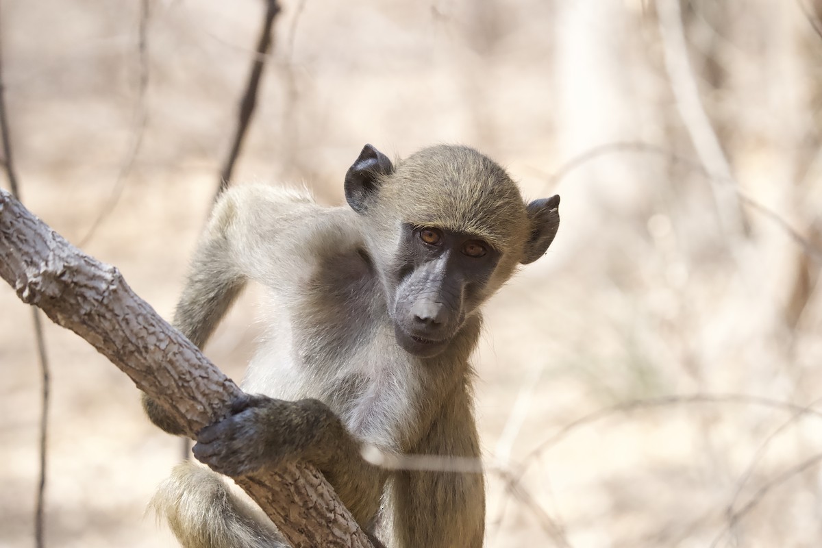 Baboons - ML643605188