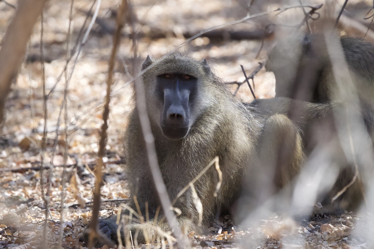Baboons - ML643605189