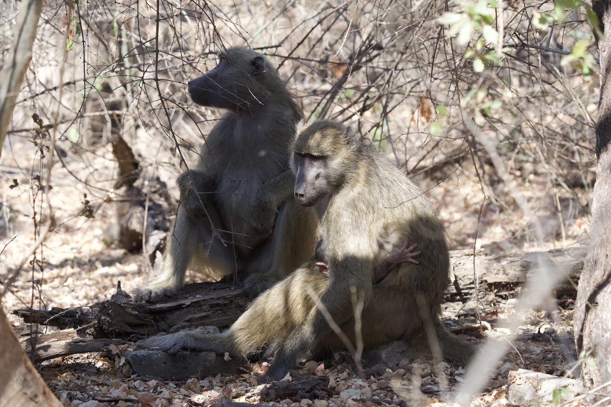 Baboons - ML643605191