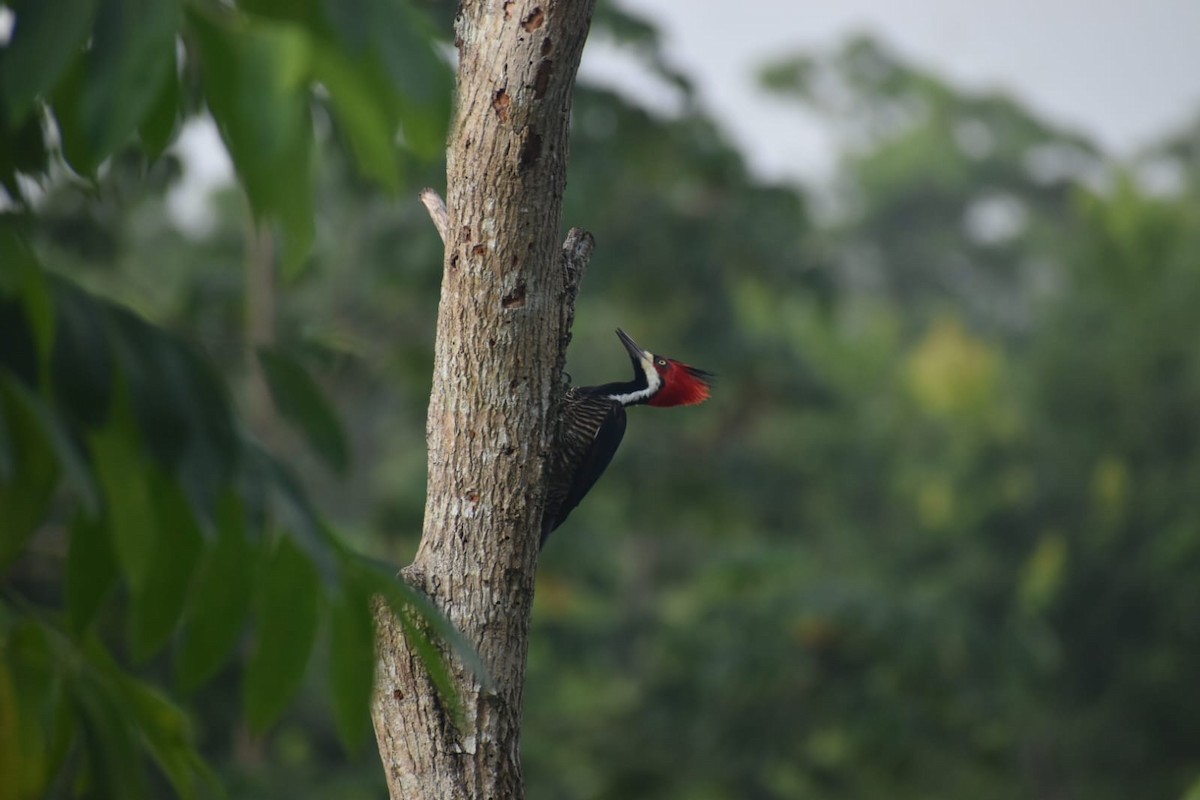 Crimson-crested Woodpecker - ML643605202