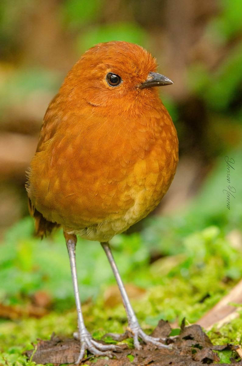 Chami Antpitta - ML643605206