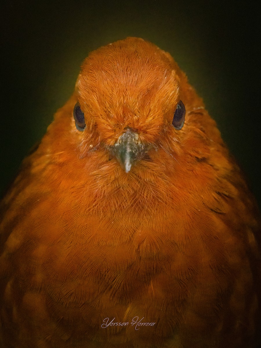 Chami Antpitta - ML643605207
