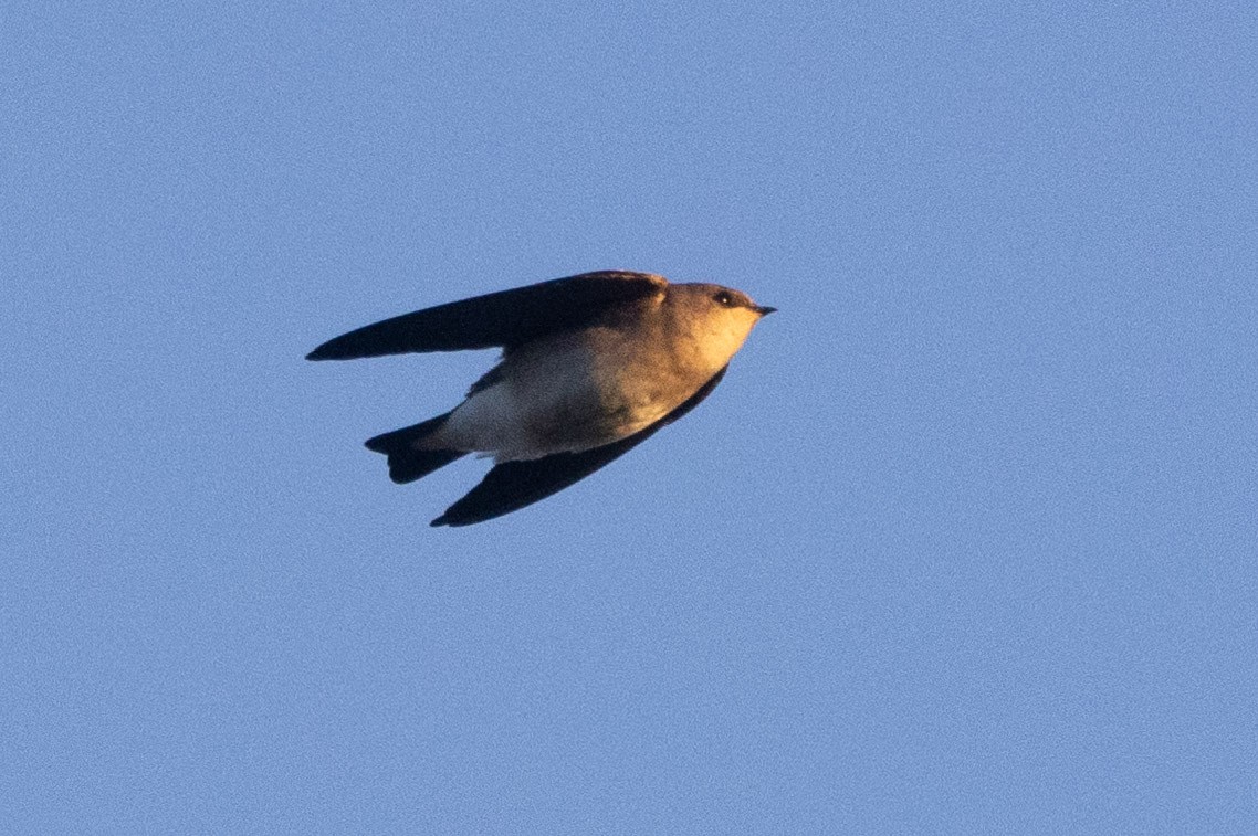 Northern Rough-winged Swallow - ML643605209