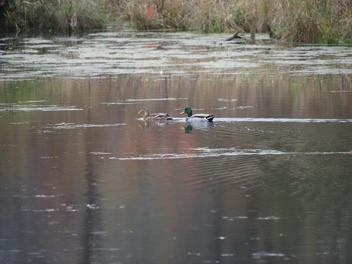 Basahatea - ML643605236