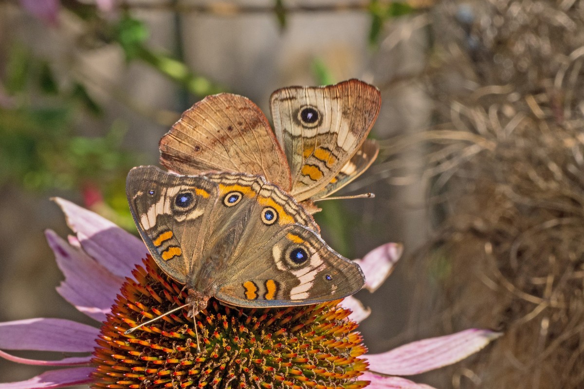 Common Buckeye - ML643605239