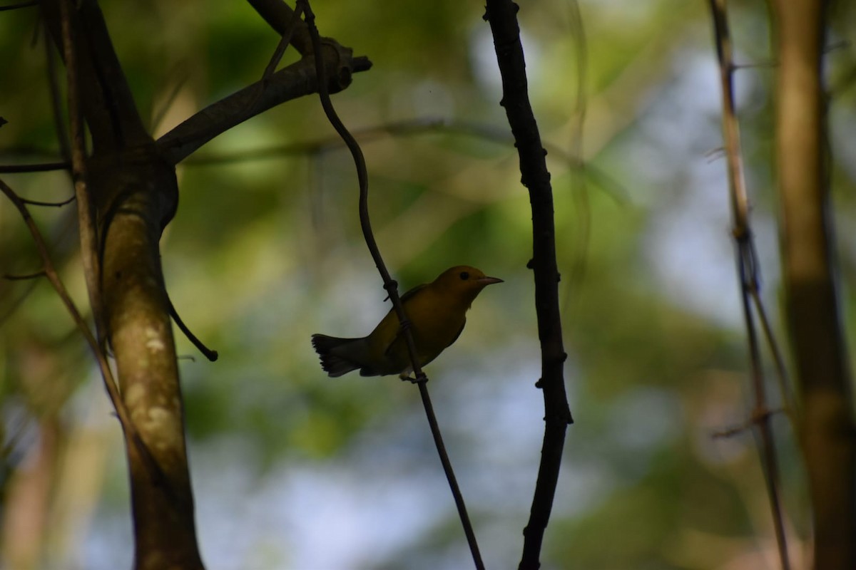 Prothonotary Warbler - ML643605249
