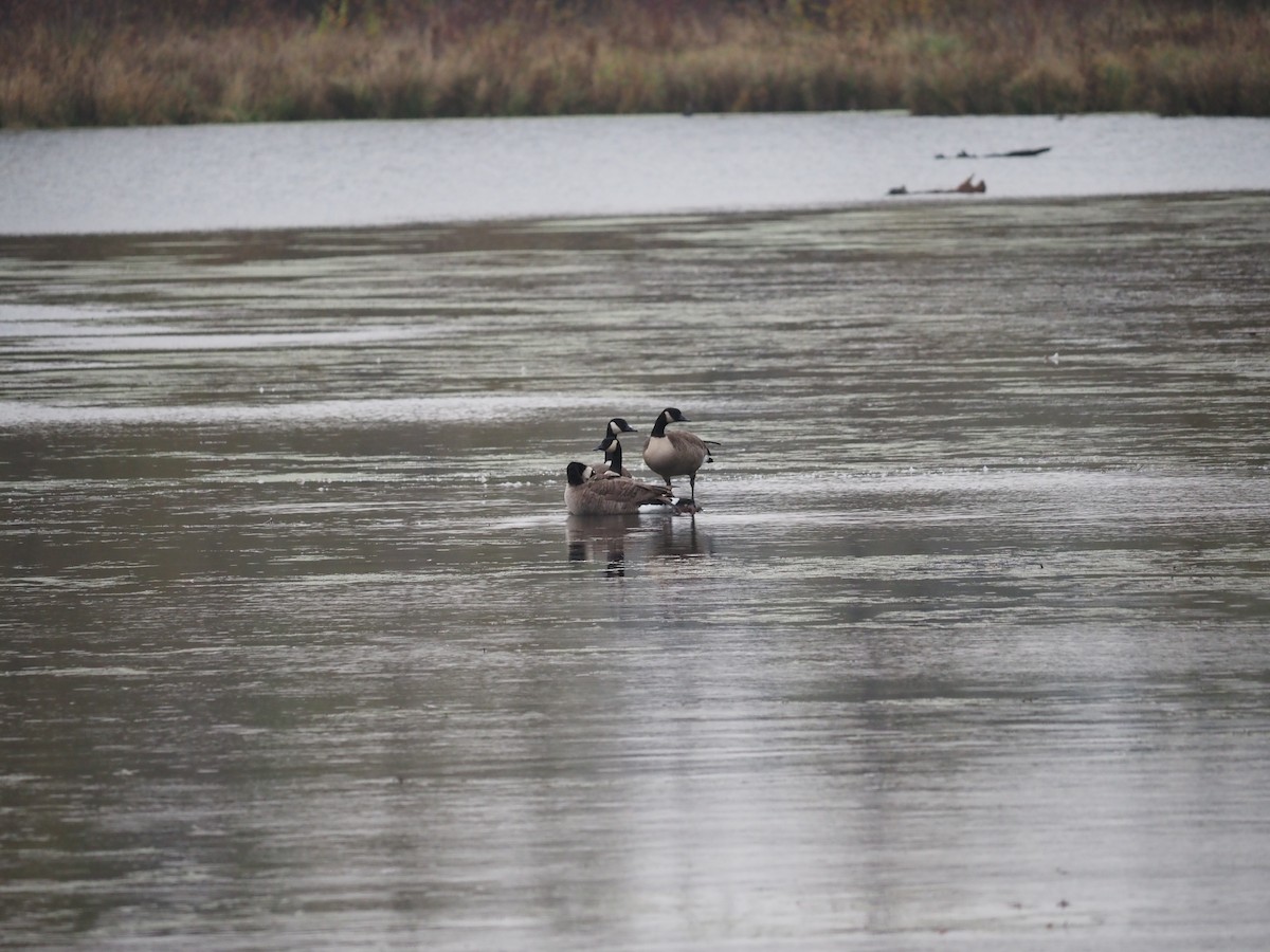 Branta kanadar handia - ML643605251