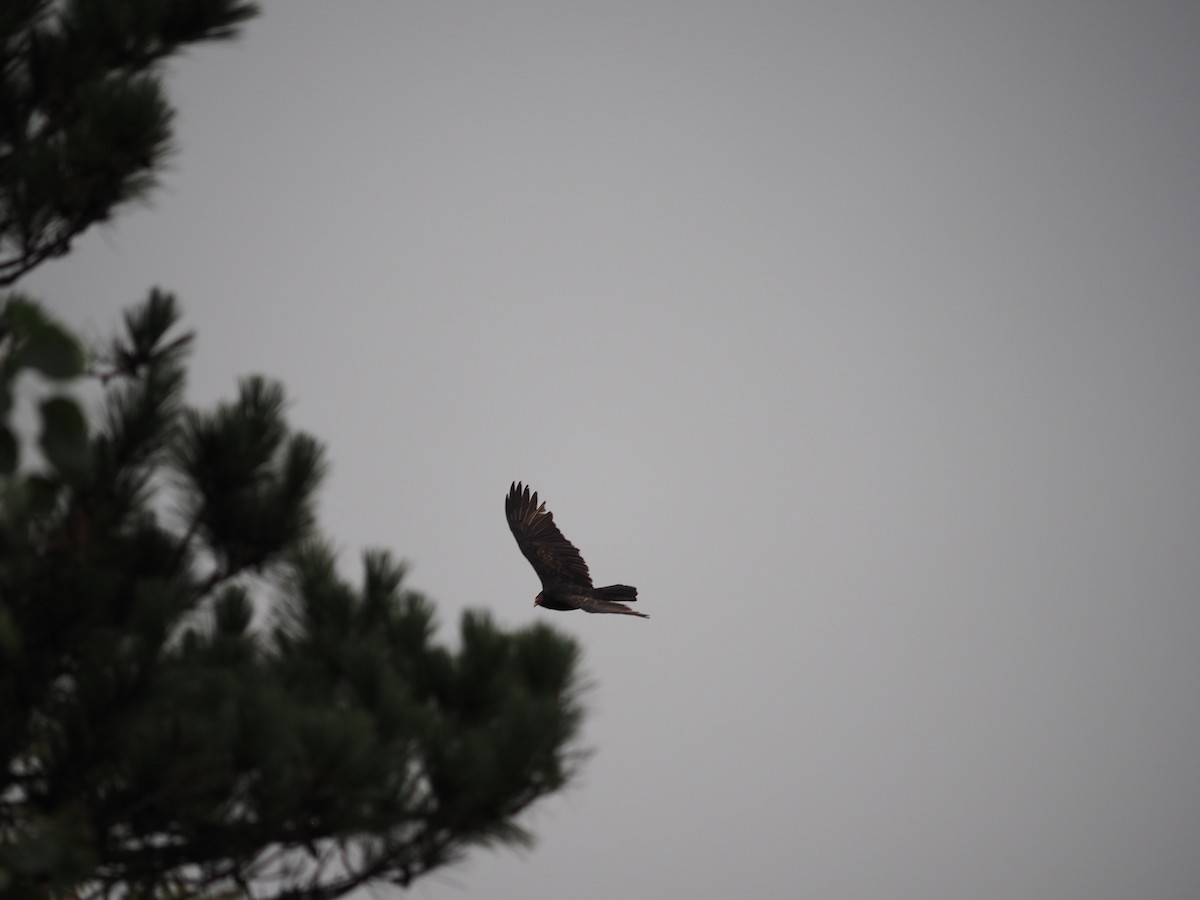 Zopilote indioilarra - ML643605270