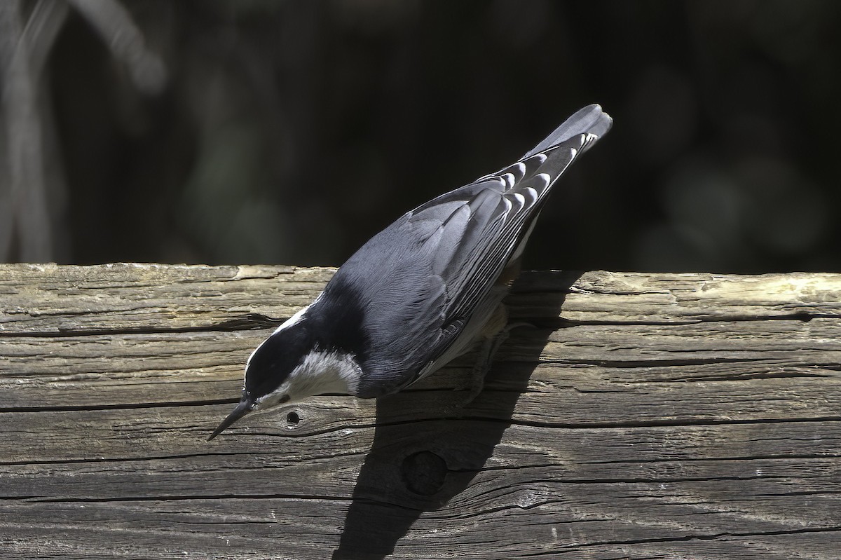 White-breasted Nuthatch - ML643605280