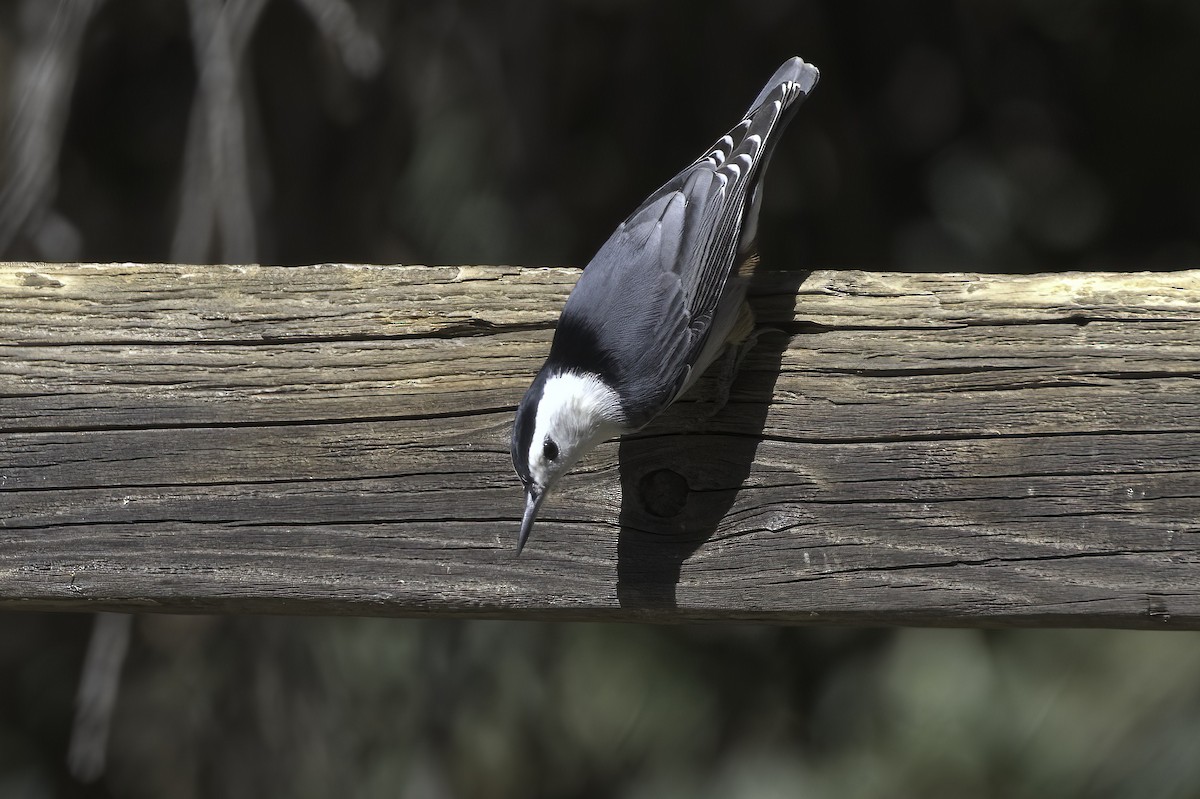 White-breasted Nuthatch - ML643605281