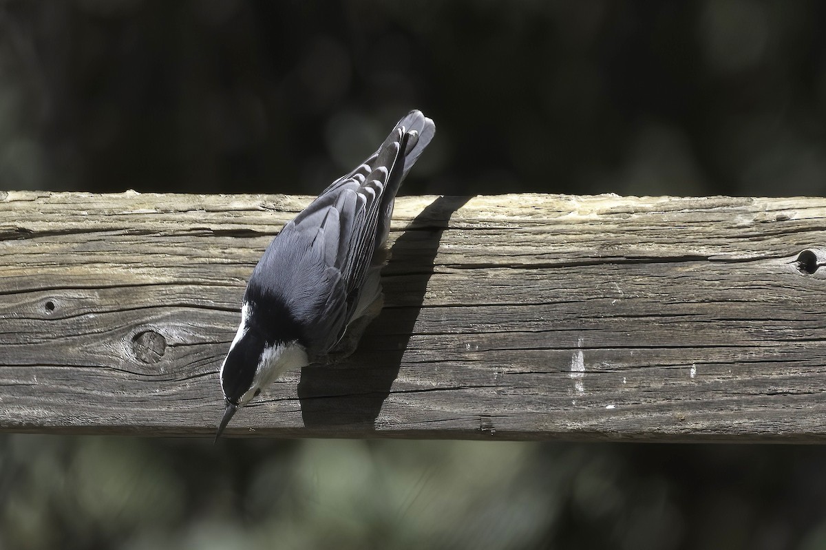 White-breasted Nuthatch - ML643605282