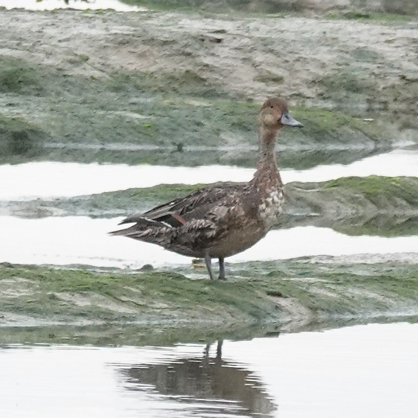 ostralka štíhlá - ML643605285