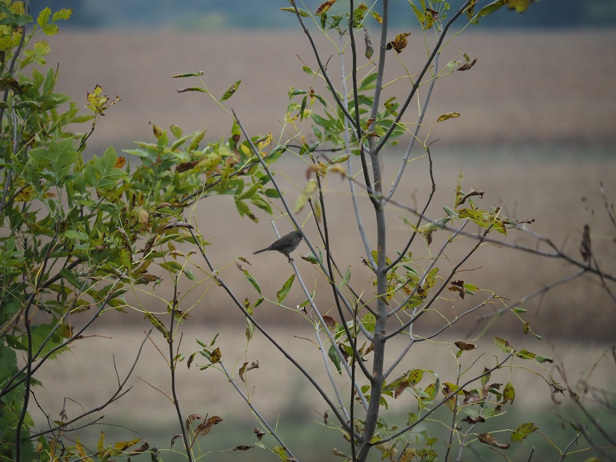 Dark-eyed Junco - ML643605291
