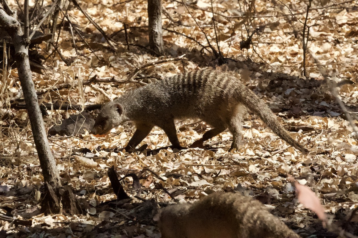 Mongooses - ML643605294