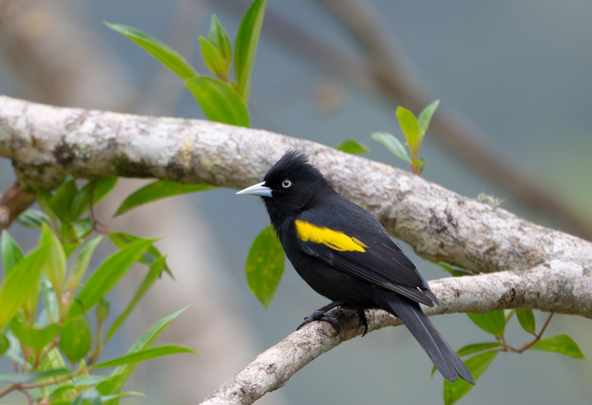 Golden-winged Cacique - ML643605295