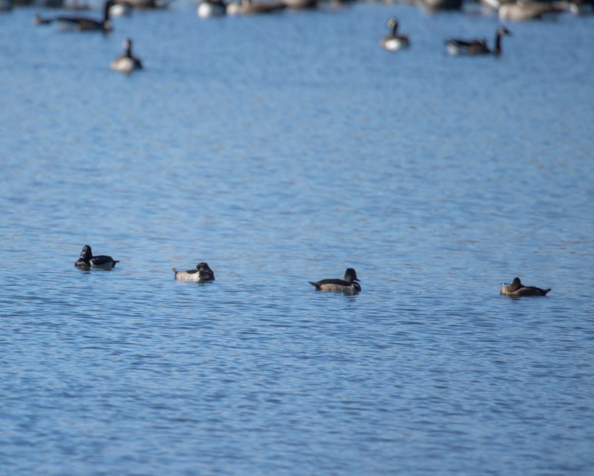 Ring-necked Duck - ML643605302