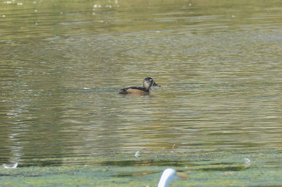Ring-necked Duck - ML643605316