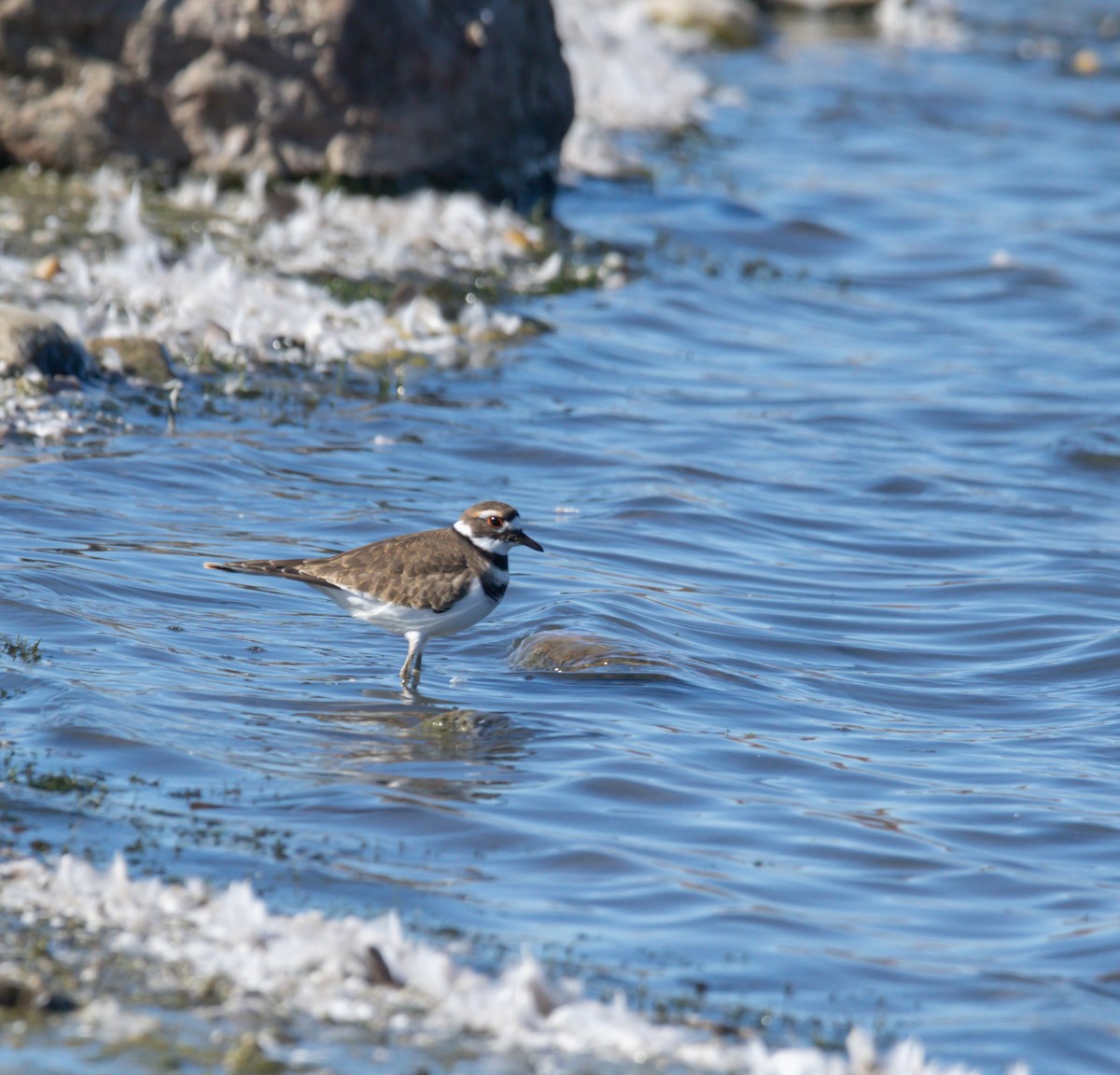 Killdeer - ML643605317
