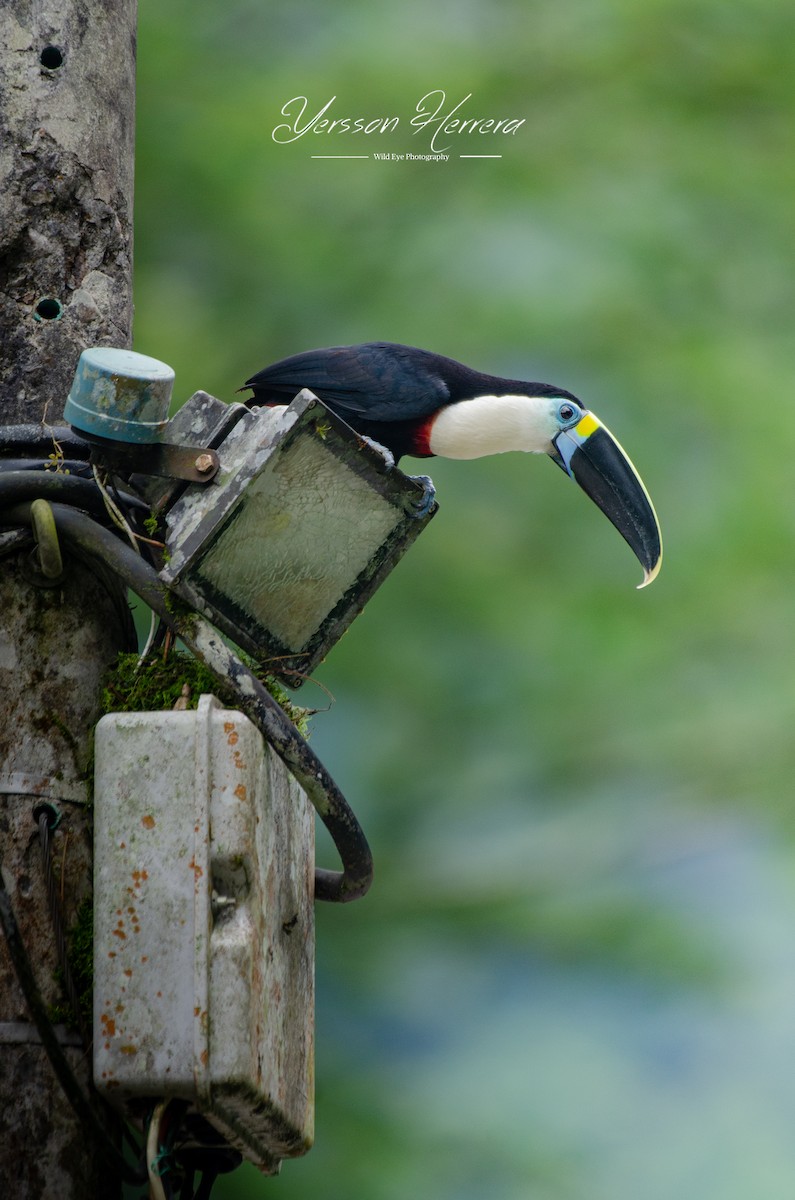 Channel-billed Toucan - ML643605321