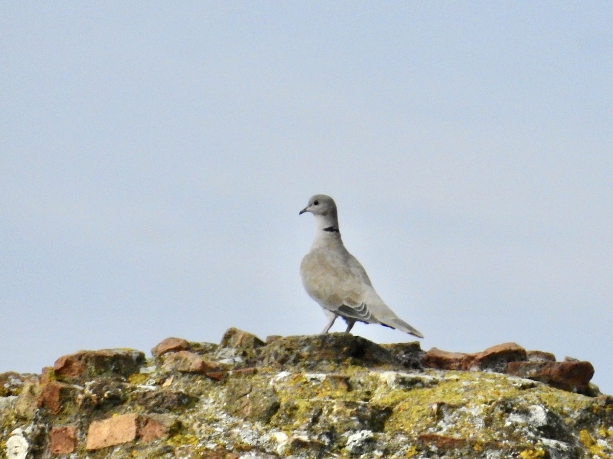 灰斑鳩 - ML643605330