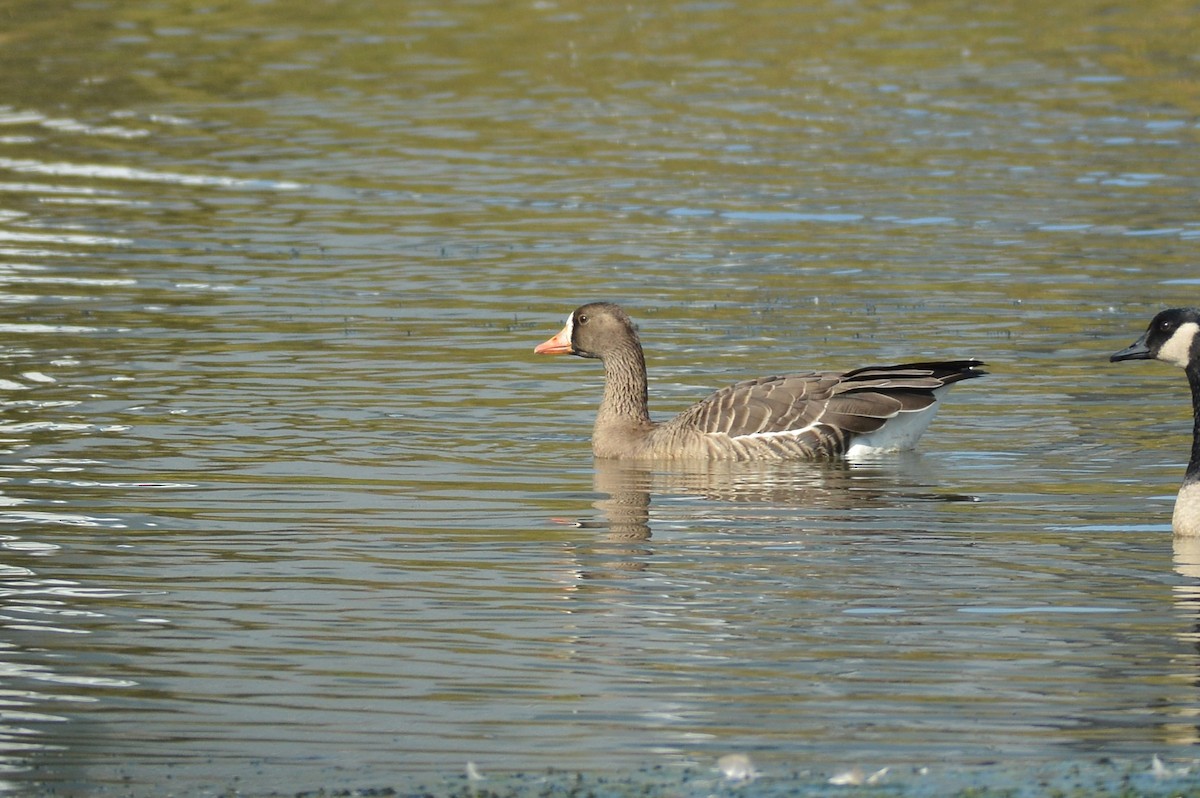 Greater White-fronted Goose - ML643605331