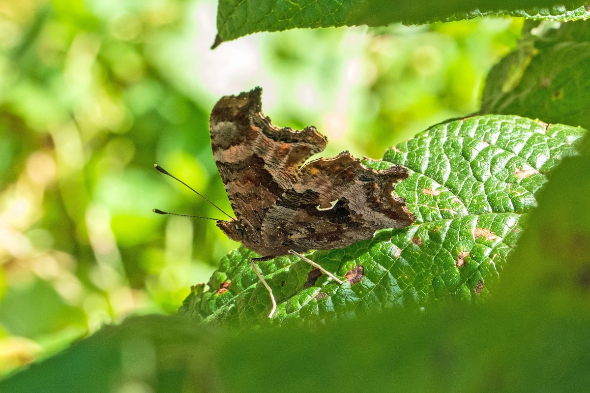 Eastern Comma - ML643605332