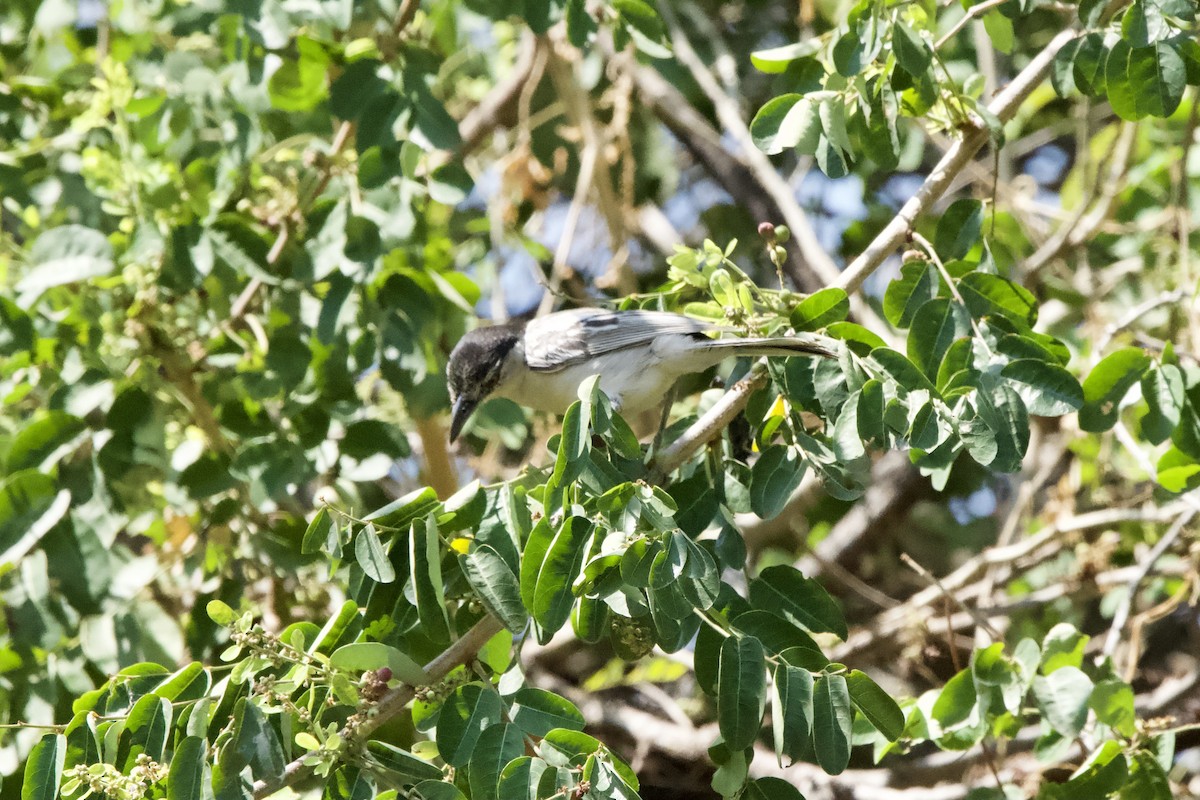 Black-backed Puffback - ML643605333
