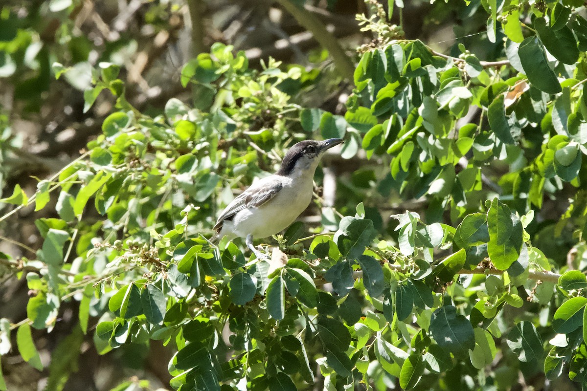 Black-backed Puffback - ML643605334