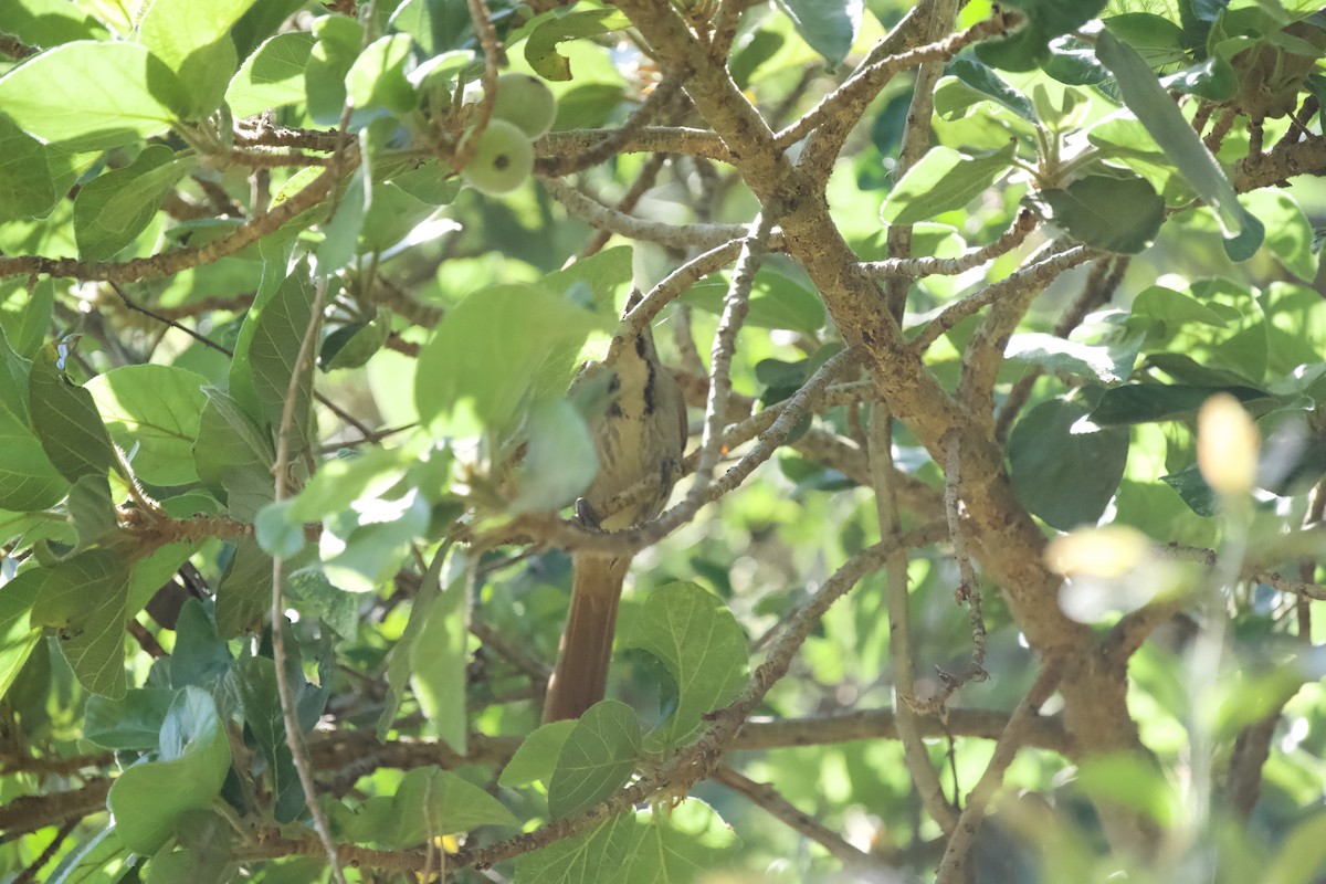 Collared Palm-Thrush - ML643605343