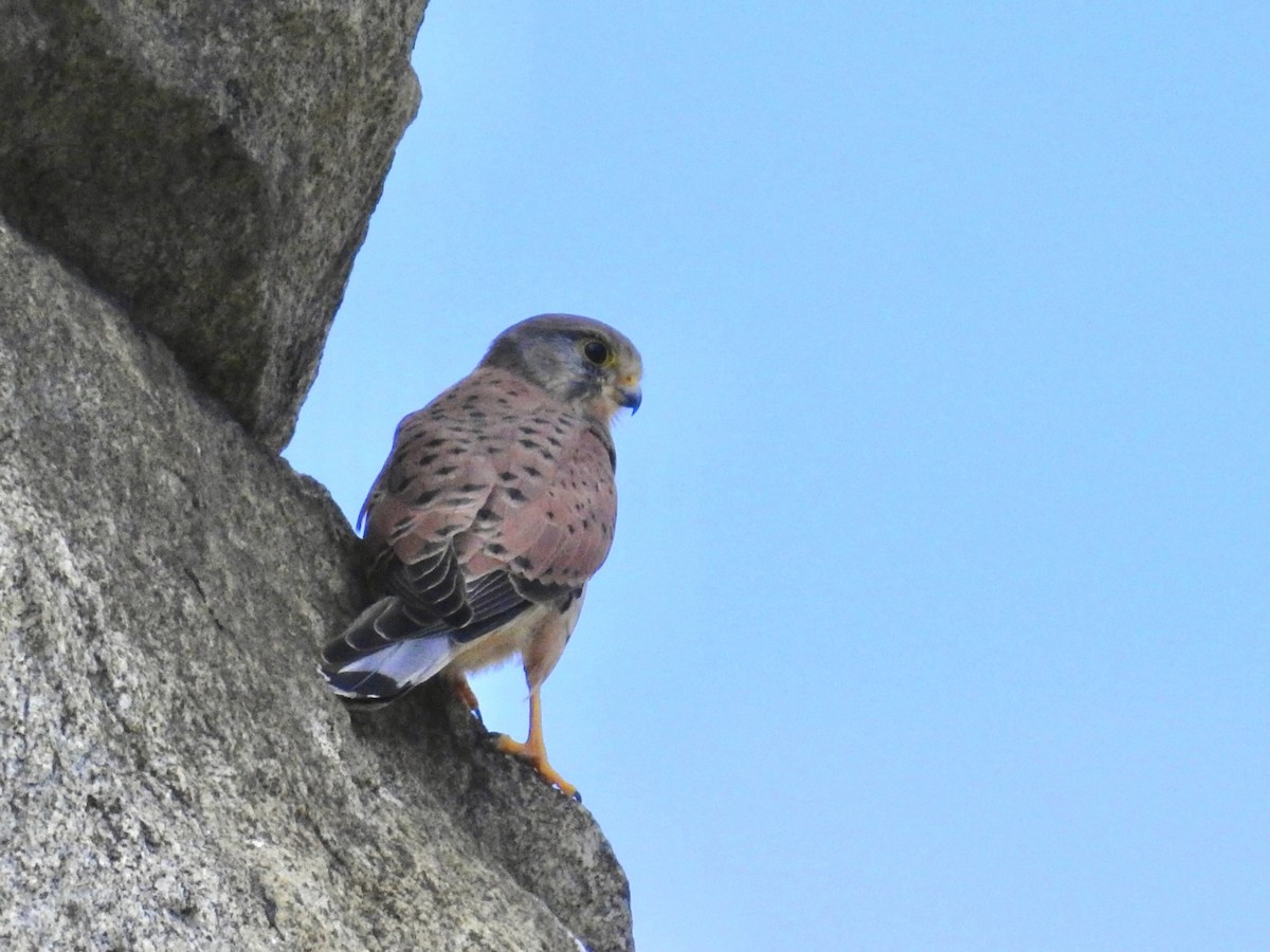 紅隼 - ML643605387