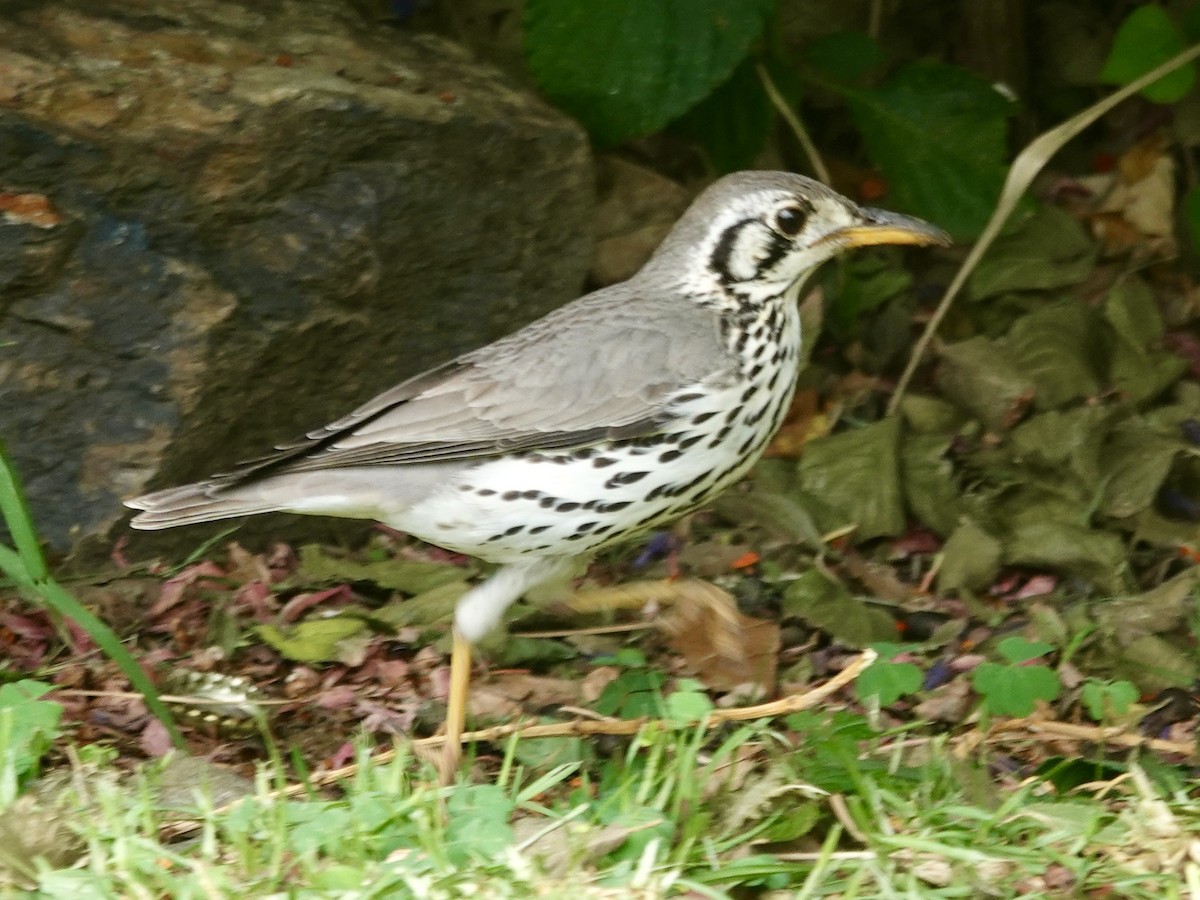 Groundscraper Thrush - ML643605409