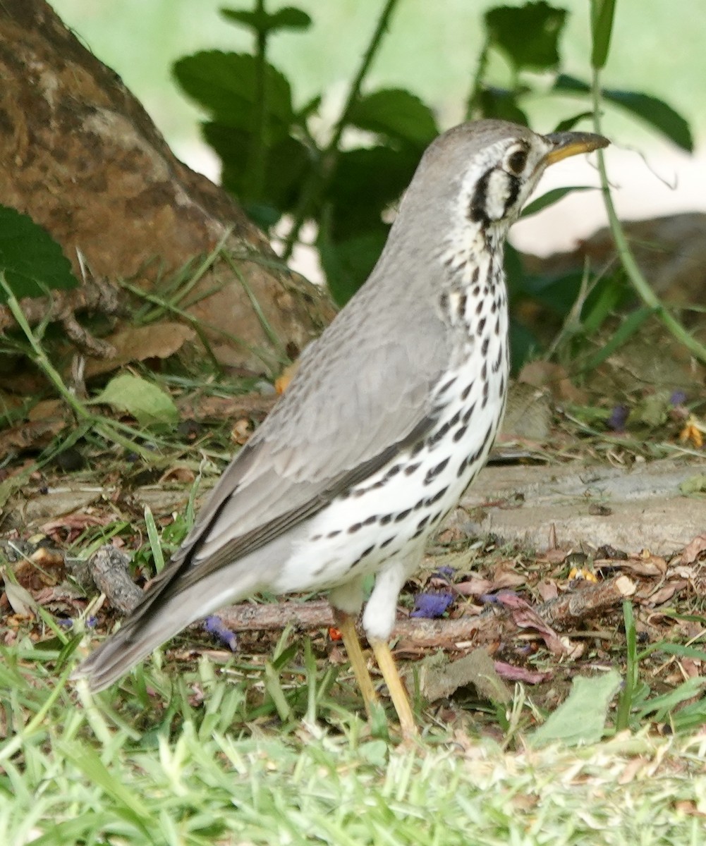 Groundscraper Thrush - ML643605410