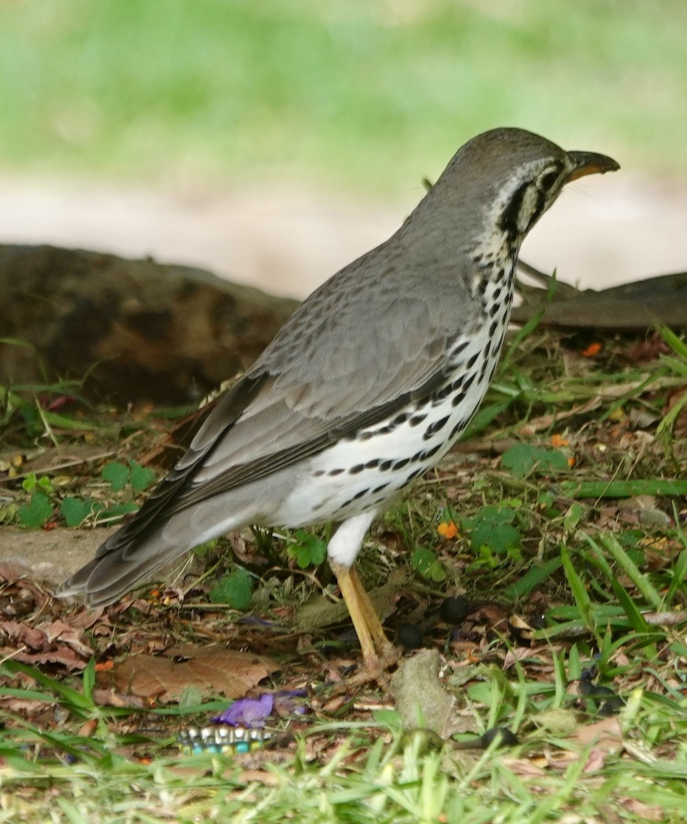 Groundscraper Thrush - ML643605411