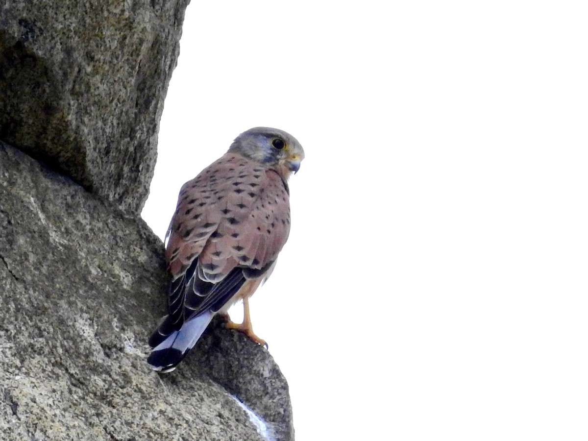 紅隼 - ML643605419