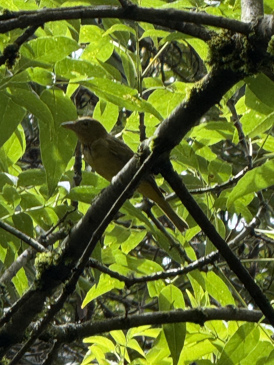 Summer Tanager - ML643605420