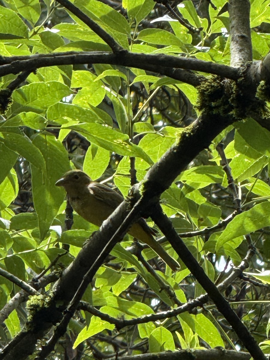 Summer Tanager - ML643605421