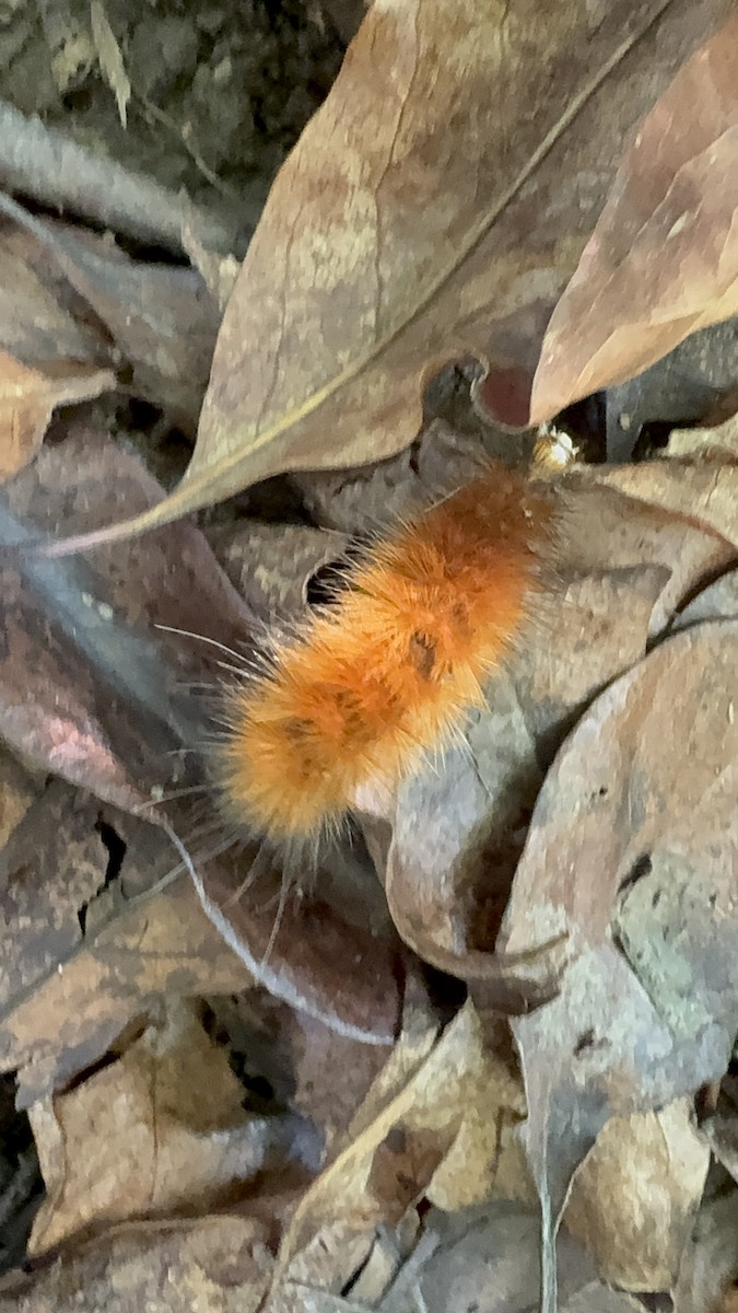 Virginian Tiger Moth - ML643605432